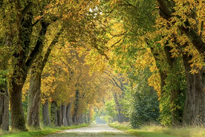 Gerahmter Druck : Herbststraße Gerahmter Druck : Herbststraße