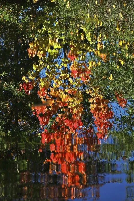 Gerahmter Druck : Herbstzeit, Reflexion, Oktober, Deutschland. Gerahmter Druck : Herbstzeit, Reflexion, Oktober, Deutschland.