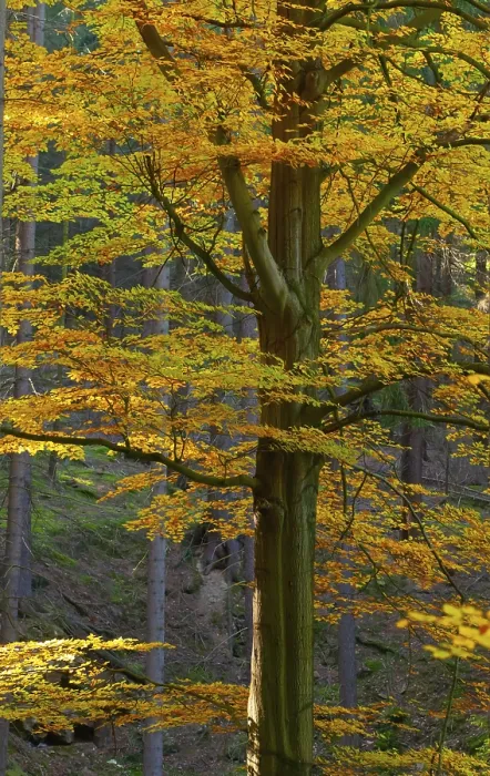 Gerahmter Druck : Herbst, Baum, Buchenwald, Bäume Gerahmter Druck : Herbst, Baum, Buchenwald, Bäume