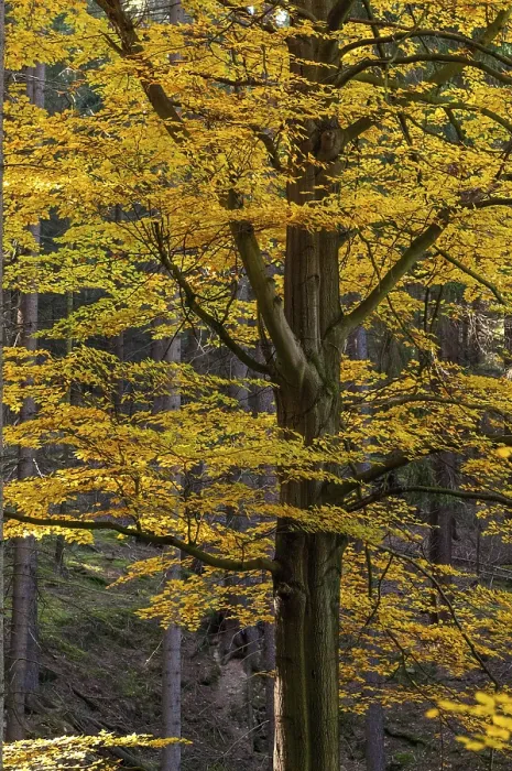 Gerahmter Druck : Herbst, Baum, Buchenwald, Bäume Gerahmter Druck : Herbst, Baum, Buchenwald, Bäume
