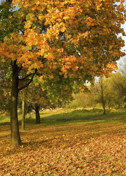Gerahmter Druck : Herbstbaum mit fallenden Blättern. Gerahmter Druck : Herbstbaum mit fallenden Blättern.