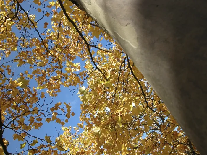 Gerahmter Druck : Herbstbaum mit gelben Blättern. Gerahmter Druck : Herbstbaum mit gelben Blättern.