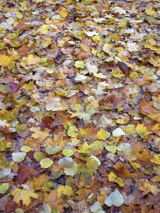 Gerahmter Druck : Herbstbaum mit gelben Blättern. Gerahmter Druck : Herbstbaum mit gelben Blättern.