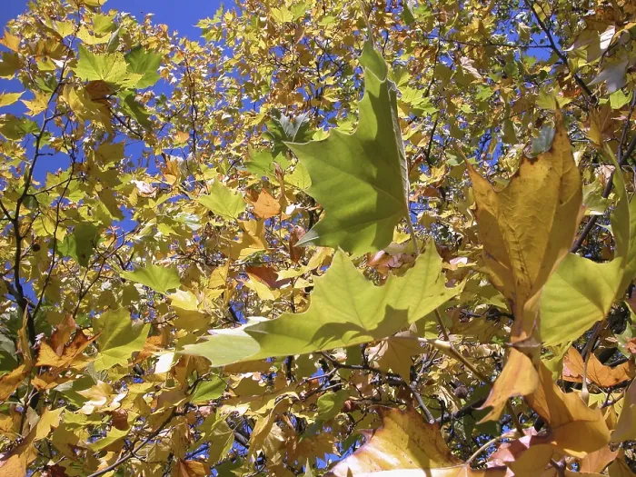 Gerahmter Druck : Herbstbaum mit gelben Blättern. Gerahmter Druck : Herbstbaum mit gelben Blättern.