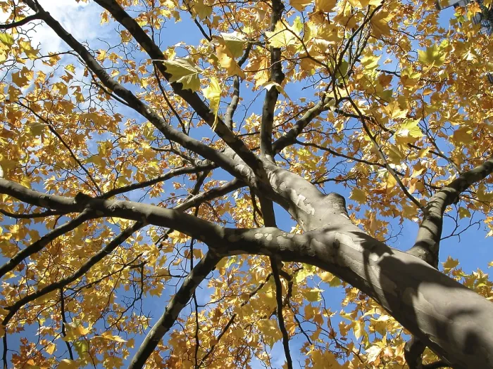 Gerahmter Druck : Herbstbaum mit gelben Blättern. Gerahmter Druck : Herbstbaum mit gelben Blättern.
