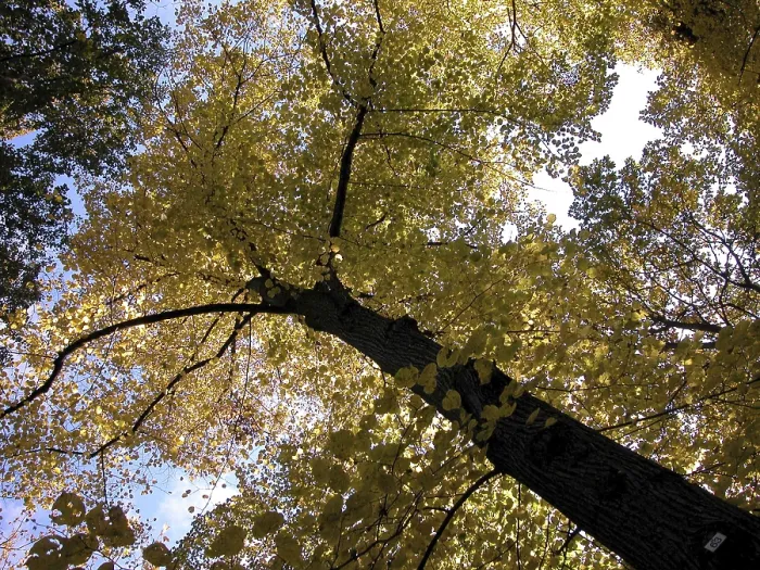 Gerahmter Druck : Herbstbaum mit gelben Blättern. Gerahmter Druck : Herbstbaum mit gelben Blättern.