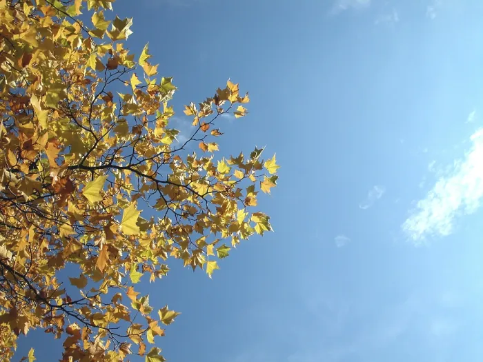 Gerahmter Druck : Herbstbaum mit gelben Blättern Gerahmter Druck : Herbstbaum mit gelben Blättern
