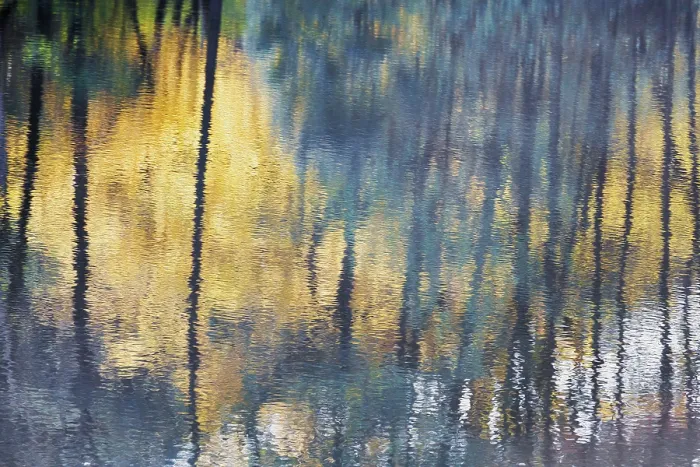 Gerahmter Druck : Herbstbäume im Wasser spiegelnd. Gerahmter Druck : Herbstbäume im Wasser spiegelnd.