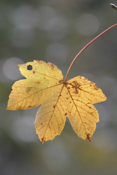 Gerahmter Druck : Herbstfarbener Ahornblatt. Gerahmter Druck : Herbstfarbener Ahornblatt.