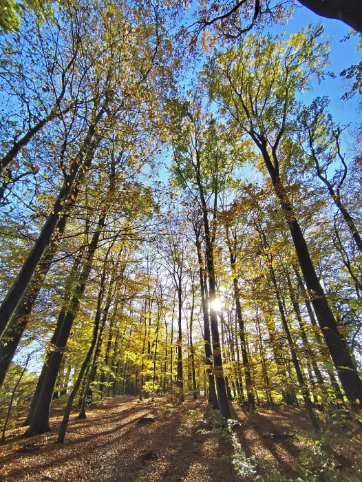 Gerahmter Druck : Herbstwald, Waldweg, Sonne. Gerahmter Druck : Herbstwald, Waldweg, Sonne.