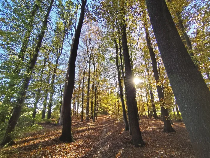 Gerahmter Druck : Herbstlicher Wald, Waldweg, Sonne. Gerahmter Druck : Herbstlicher Wald, Waldweg, Sonne.