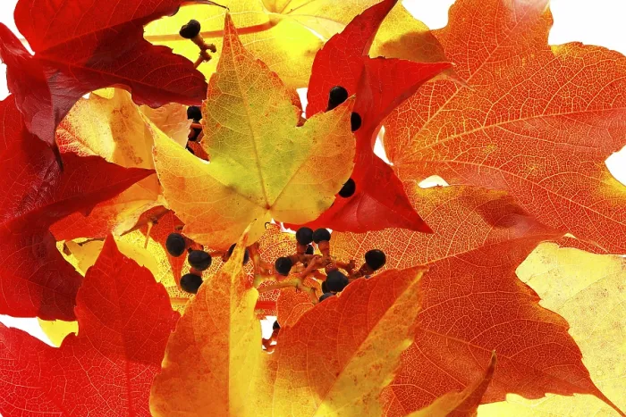 Gerahmter Druck : Herbstlicher Weinberg Gerahmter Druck : Herbstlicher Weinberg