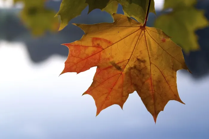 Gerahmter Druck : Herbstlaub von einem Ahornbaum Gerahmter Druck : Herbstlaub von einem Ahornbaum