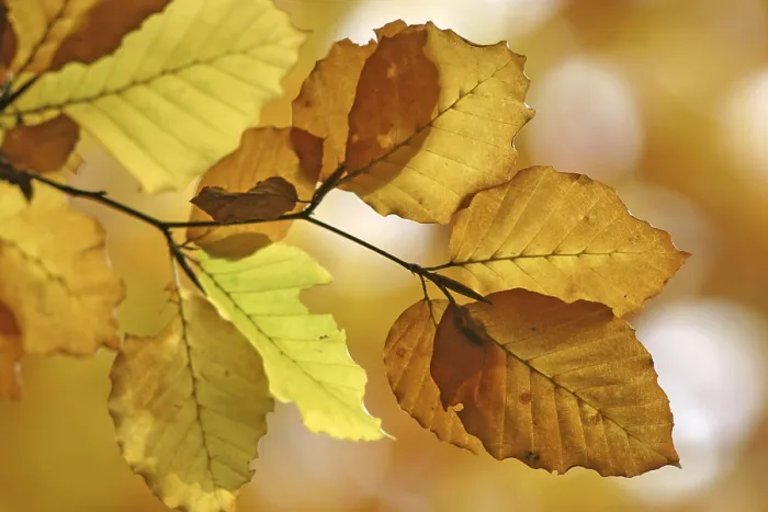 Gerahmter Druck : Herbstfarbene Buchenblätter. Gerahmter Druck : Herbstfarbene Buchenblätter.
