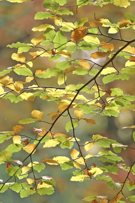 Gerahmter Druck : Herbstfarbene Buchenblätter. Gerahmter Druck : Herbstfarbene Buchenblätter.