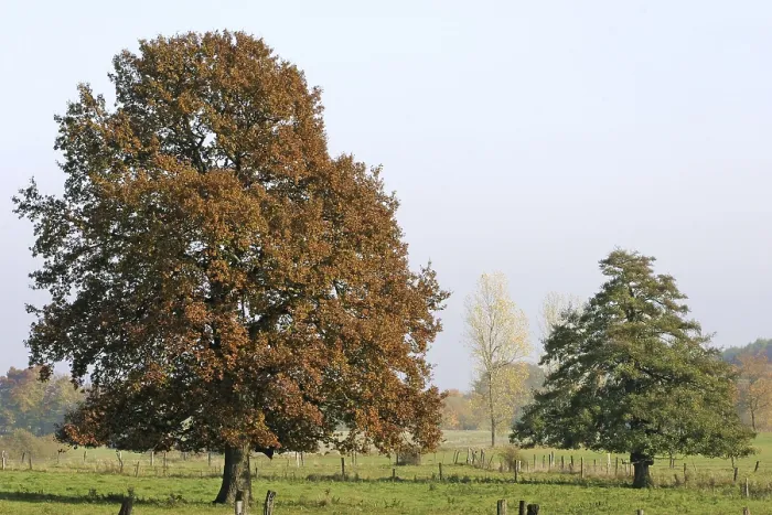 Gerahmter Druck : Herbstfarbener Buchenbaum auf einer Wiese im Westerwald. Gerahmter Druck : Herbstfarbener Buchenbaum auf einer Wiese im Westerwald.