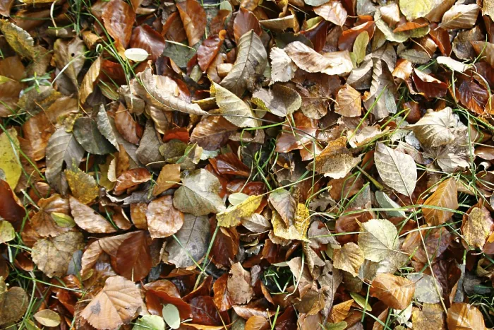 Gerahmter Druck : Autumncolours