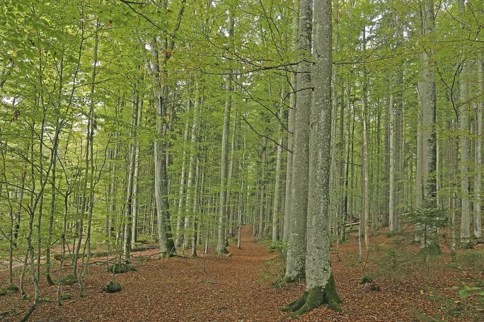 Gerahmter Druck : AutumnForest Gerahmter Druck : AutumnForest