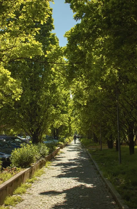 Gerahmter Druck : Eine Allee aus columnaren Eichen (Quercus robur subsp) Gerahmter Druck : Eine Allee aus columnaren Eichen (Quercus robur subsp)
