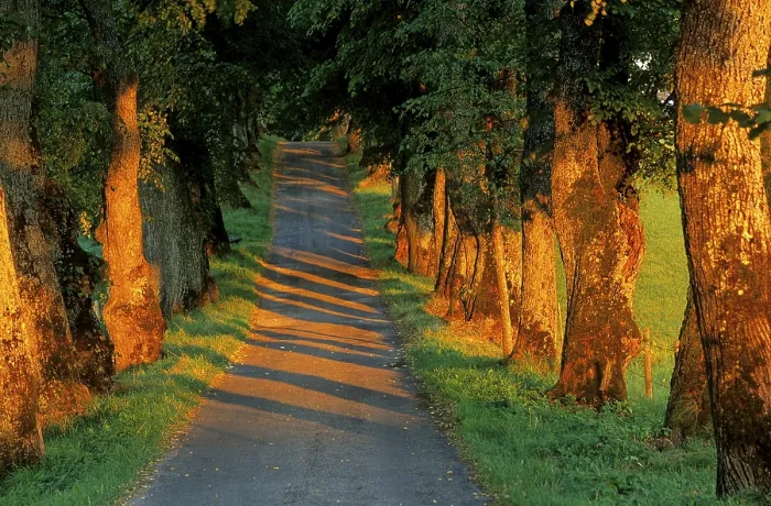 Gerahmter Druck : Allee mit Linde im Abendlicht Gerahmter Druck : Allee mit Linde im Abendlicht