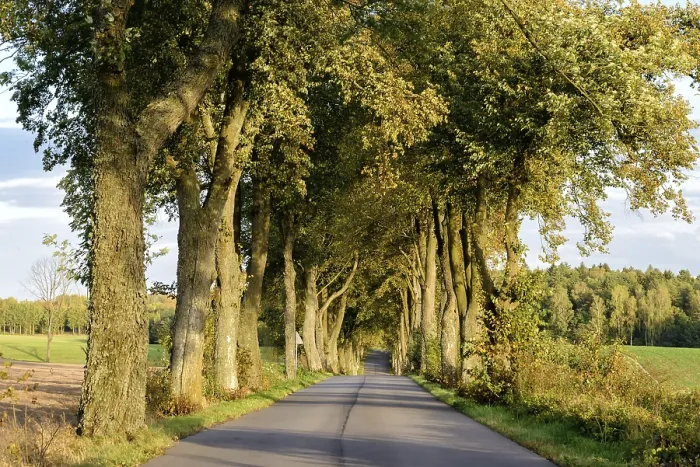 Gerahmter Druck : Straße in Masurien Gerahmter Druck : Straße in Masurien