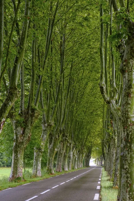 Gerahmter Druck : Allee der Platane, Cereste Gerahmter Druck : Allee der Platane, Cereste