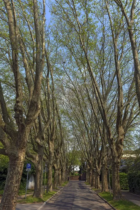 Gerahmter Druck : Allee mit Platanen im Frühling Gerahmter Druck : Allee mit Platanen im Frühling