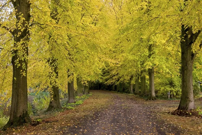Gerahmter Druck : Allee von Bäumen im Herbst. Gerahmter Druck : Allee von Bäumen im Herbst.