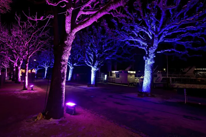 Gerahmter Druck : Allee der Bäume, Lichtinstallation am Abend. Gerahmter Druck : Allee der Bäume, Lichtinstallation am Abend.