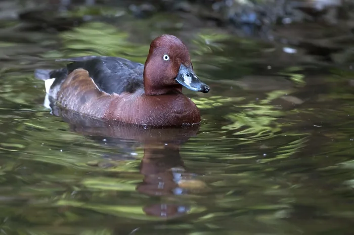Gerahmter Druck : Aythya Nyroca, Rostduck. Gerahmter Druck : Aythya Nyroca, Rostduck.