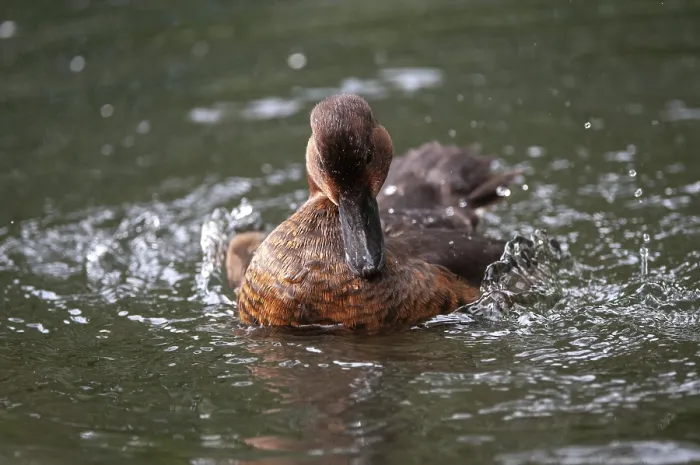 Gerahmter Druck : Aythya Nyroca, Rostduck. Gerahmter Druck : Aythya Nyroca, Rostduck.