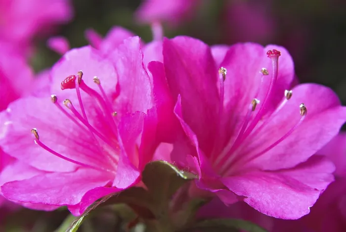 Gerahmter Druck : Azaleenblüte Gerahmter Druck : Azaleenblüte