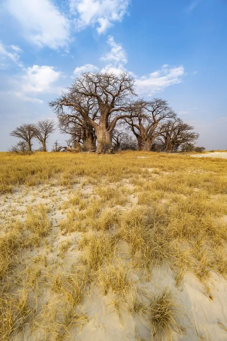 Gerahmter Druck : Baobabs am Rande eines Salzpfuhls. Gerahmter Druck : Baobabs am Rande eines Salzpfuhls.