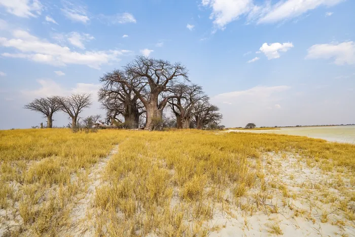 Gerahmter Druck : Baobabs am Rande eines Salzpfuhls Gerahmter Druck : Baobabs am Rande eines Salzpfuhls