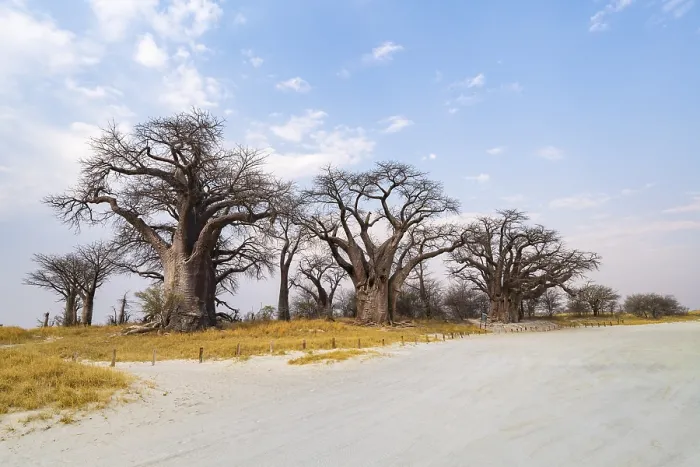 Gerahmter Druck : Baobabs am Rande eines Salzpfuhls. Gerahmter Druck : Baobabs am Rande eines Salzpfuhls.