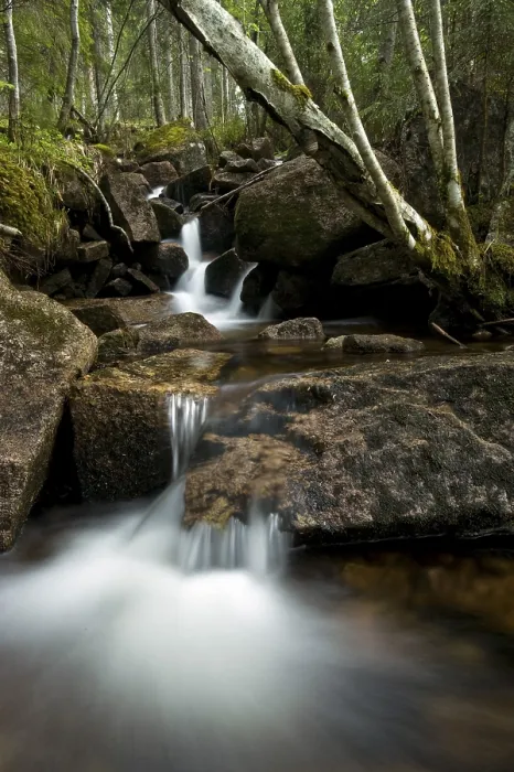 Gerahmter Druck : Bach in einem Mischwald, Harestua Gerahmter Druck : Bach in einem Mischwald, Harestua