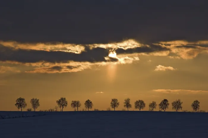 Gerahmter Druck : Bäumereihe bei Sonnenuntergang, beleuchtet von hinten, Deutschland.
