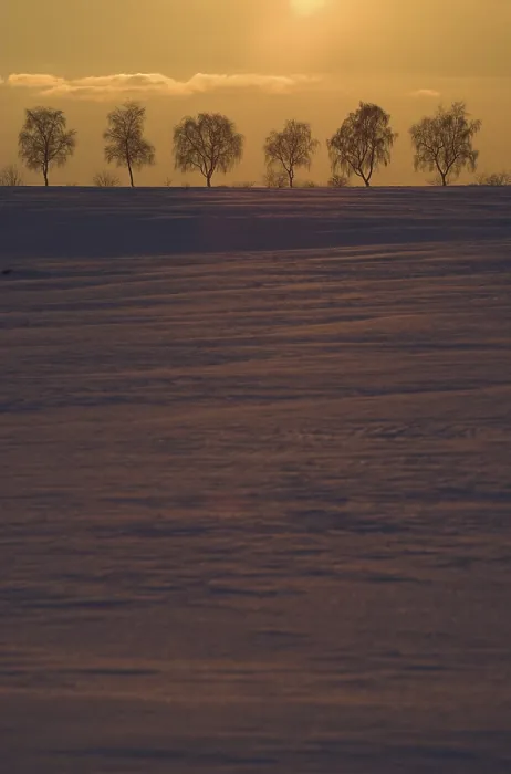 Gerahmter Druck : Bäume in der Abendsonne, Deutschland. Gerahmter Druck : Bäume in der Abendsonne, Deutschland.