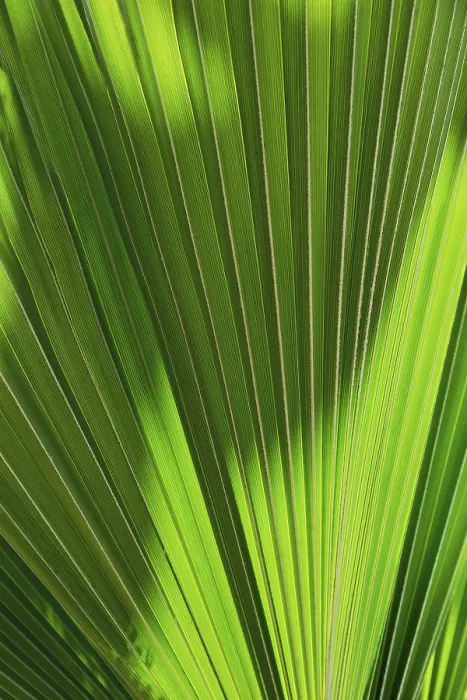 Gerahmter Druck : Hintergrundtextur einer Palmenblätter Gerahmter Druck : Hintergrundtextur einer Palmenblätter