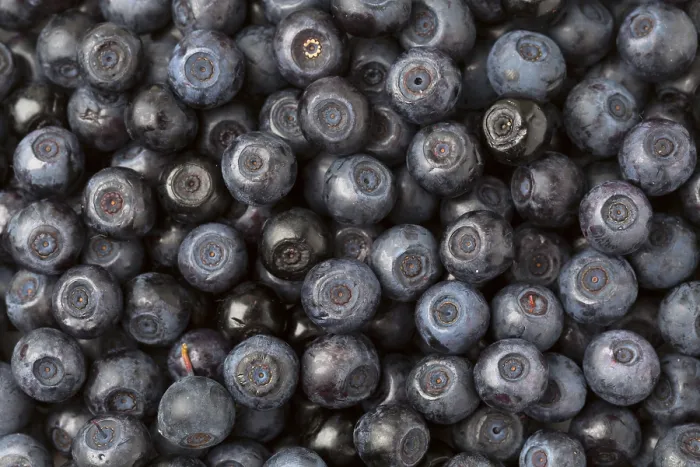 Gerahmter Druck : Hintergrund-Blaubeeren Gerahmter Druck : Hintergrund-Blaubeeren
