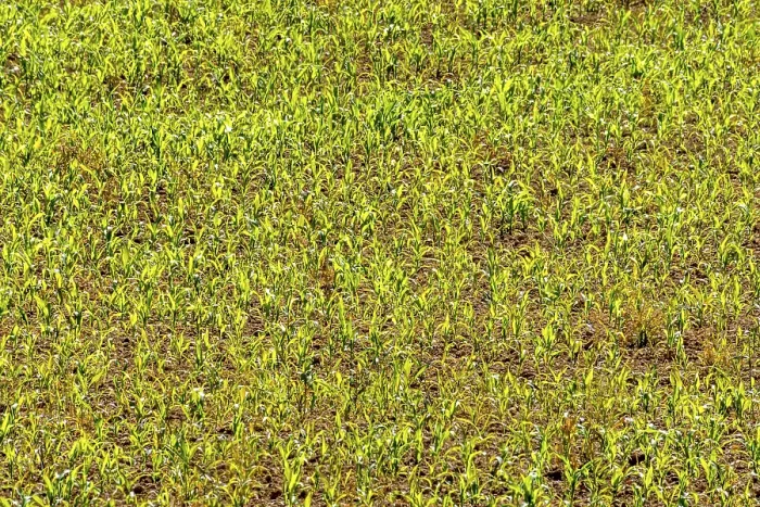 Gerahmter Druck : Hintergrundbild, junge Maispflanzen in einem belichteten Maisfeld. Gerahmter Druck : Hintergrundbild, junge Maispflanzen in einem belichteten Maisfeld.