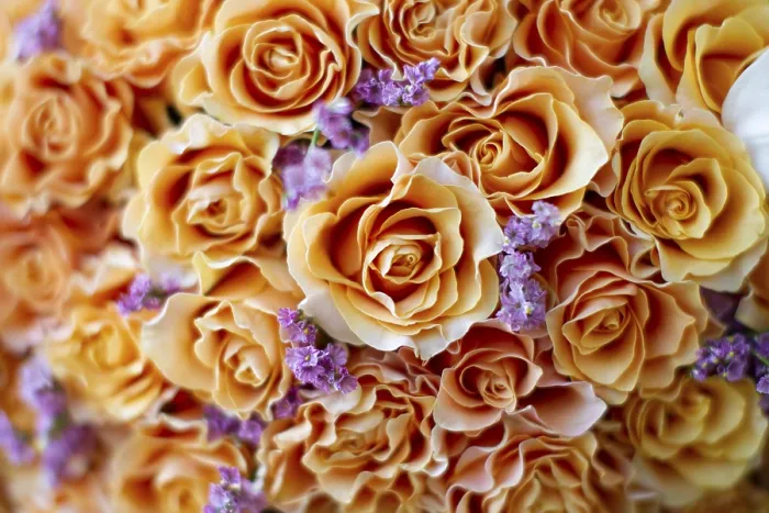Gerahmter Druck : Hintergrund viele orange Rosen. Gerahmter Druck : Hintergrund viele orange Rosen.