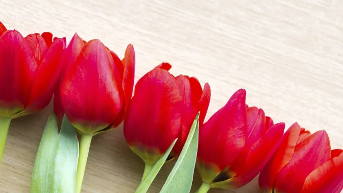 Gerahmter Druck : Hintergrund mit einer Reihe roter Tulpen. Gerahmter Druck : Hintergrund mit einer Reihe roter Tulpen.
