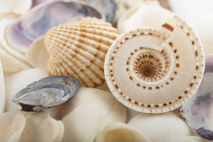 Gerahmter Druck : Hintergrund aus Muschelschalen. Gerahmter Druck : Hintergrund aus Muschelschalen.