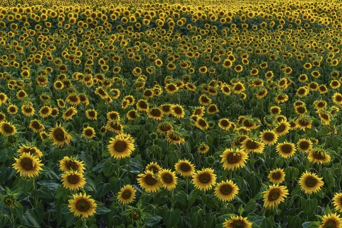 Gerahmter Druck : Ein Hintergrund mit Sonnenblumen in einem Sommernachmittag. Gerahmter Druck : Ein Hintergrund mit Sonnenblumen in einem Sommernachmittag.