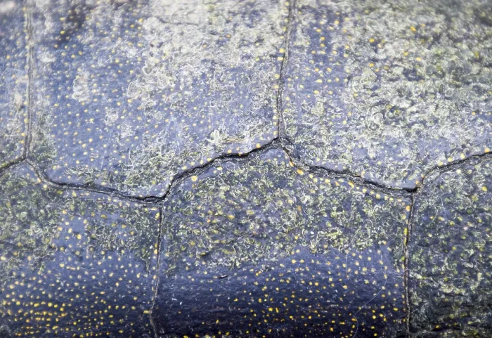 Gerahmter Druck : Hintergrundtextur von Schildkrötenschuppen. Schalenbild einer Schildkröte Gerahmter Druck : Hintergrundtextur von Schildkrötenschuppen. Schalenbild einer Schildkröte