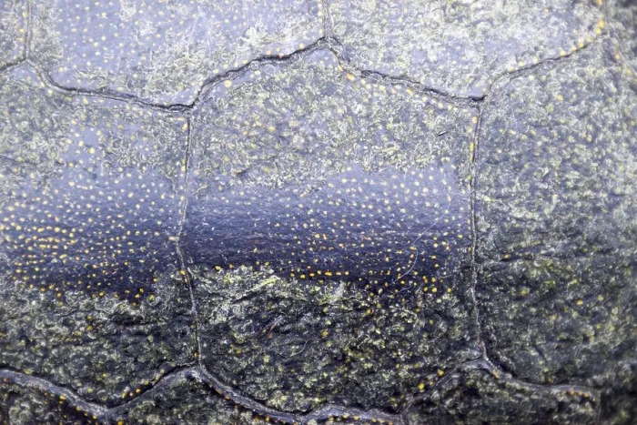 Gerahmter Druck : Hintergrundmuster der Schale einer Schildkröte. Schildkrötenschale Gerahmter Druck : Hintergrundmuster der Schale einer Schildkröte. Schildkrötenschale