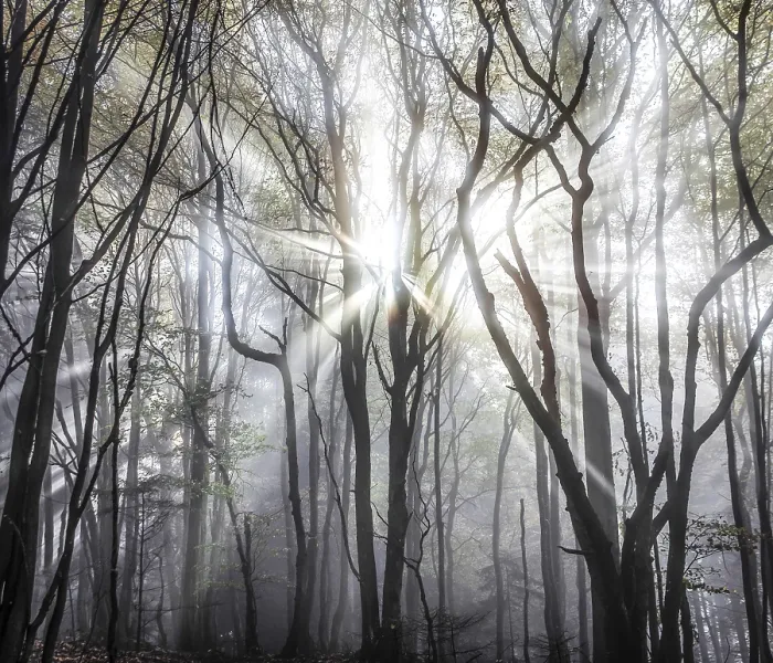 Gerahmter Druck : Hintergrundlicht durch herbstliche Bäume. Gerahmter Druck : Hintergrundlicht durch herbstliche Bäume.