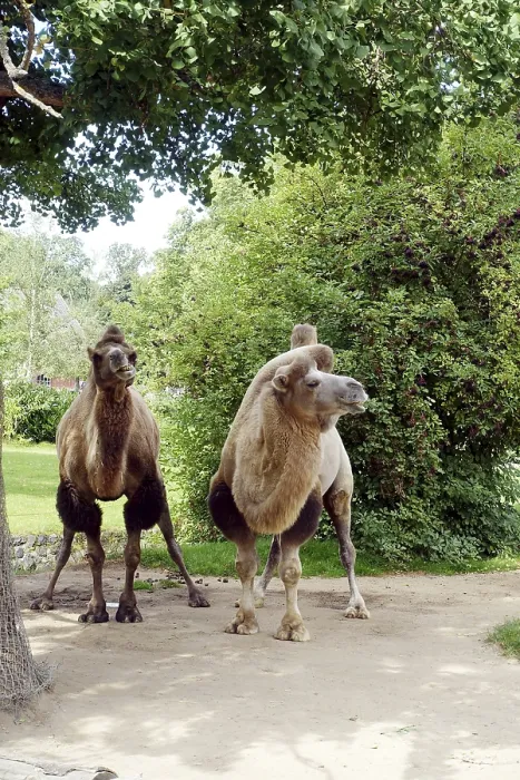 Gerahmter Druck : Bactrianischer Kamel (Camelus ferus) Gerahmter Druck : Bactrianischer Kamel (Camelus ferus)