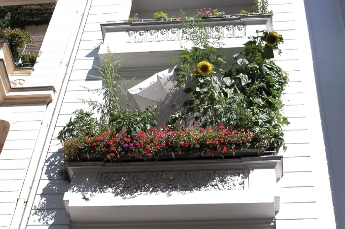 Gerahmter Druck : Balkon mit Sonnenblume. Gerahmter Druck : Balkon mit Sonnenblume.